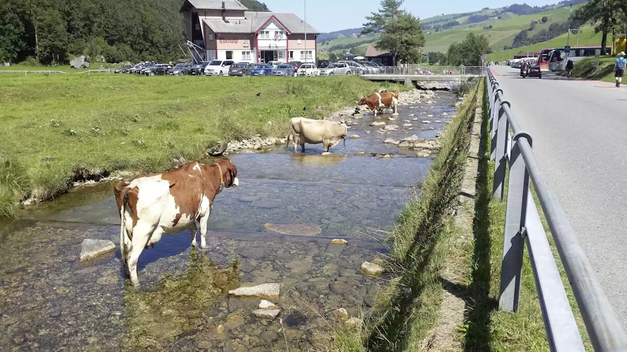 So gehen Nutztiere mit der Hitze um