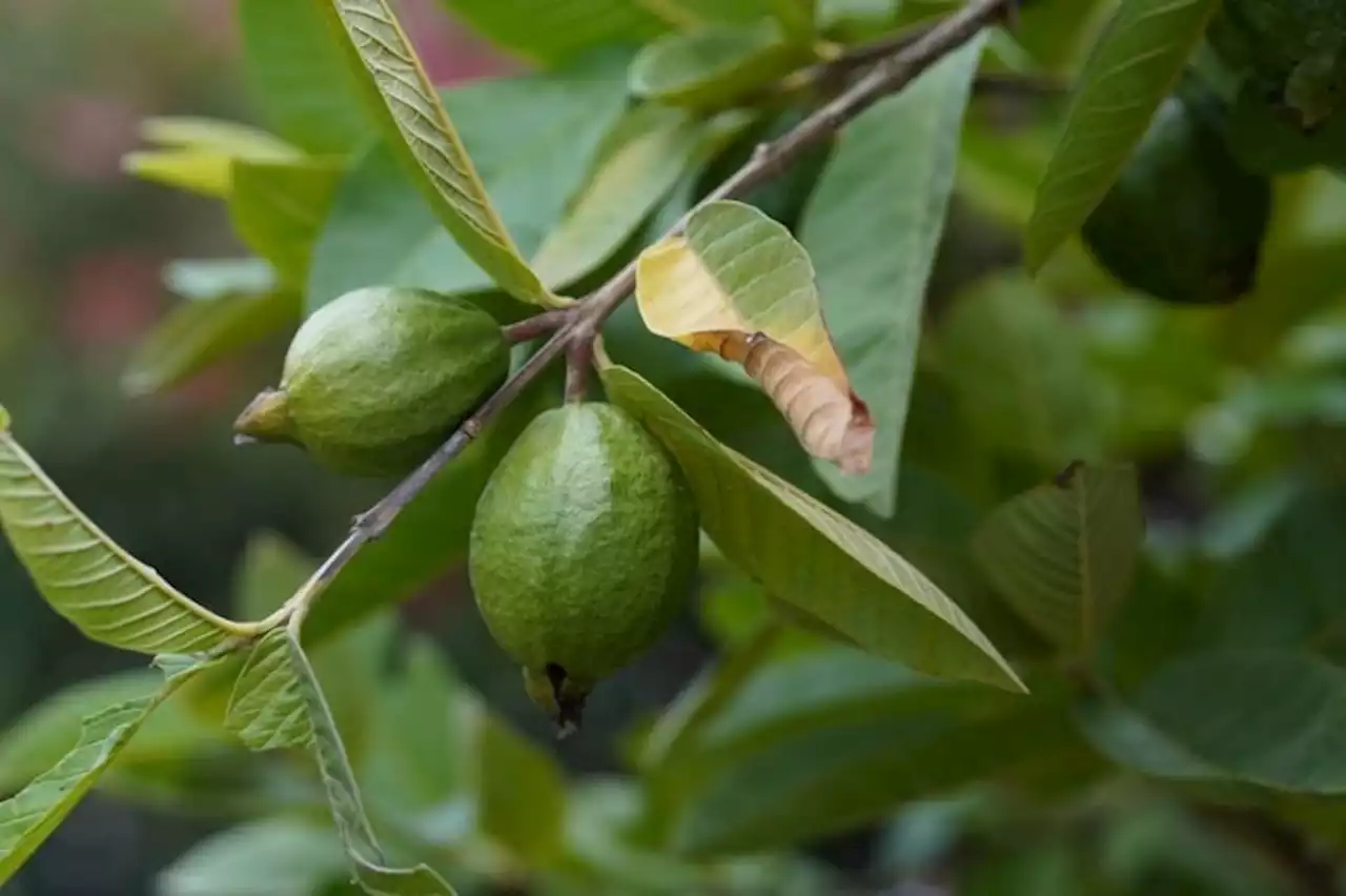 Cara Menurunkan Kolesterol Tinggi dan Kontrol Diabetes dengan Daun Jambu Biji