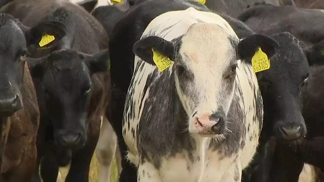 Daffodil extract fed to cows could be 'game changer' in reducing methane production