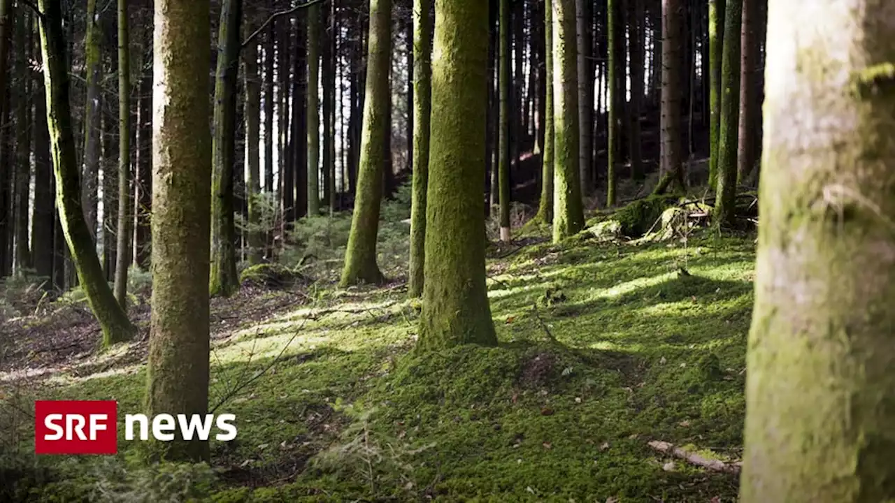 Konfliktzone Wald - 700 Bäume sollen gefällt werden – Bevölkerung in Biel wehrt sich