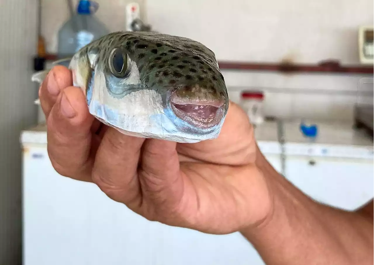 Safe to consume pufferfish from Japan, says international fugu association