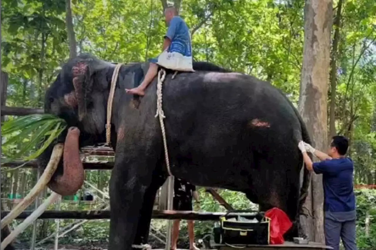 Thai elephant returned from Sri Lanka adjusting to new surroundings as his wound starts healing