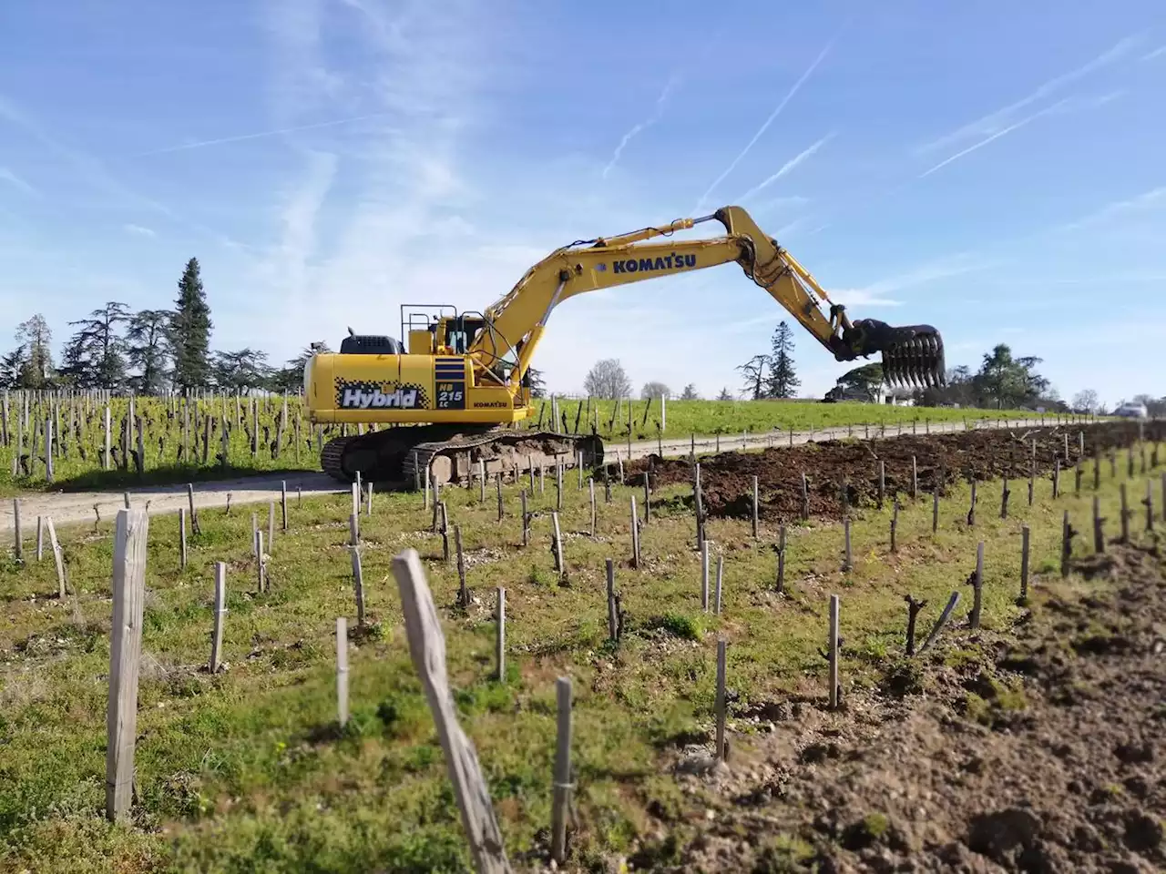 Crise viticole en Gironde : 200 viticulteurs veulent tout arrêter, selon le premier bilan du plan d’arrachage