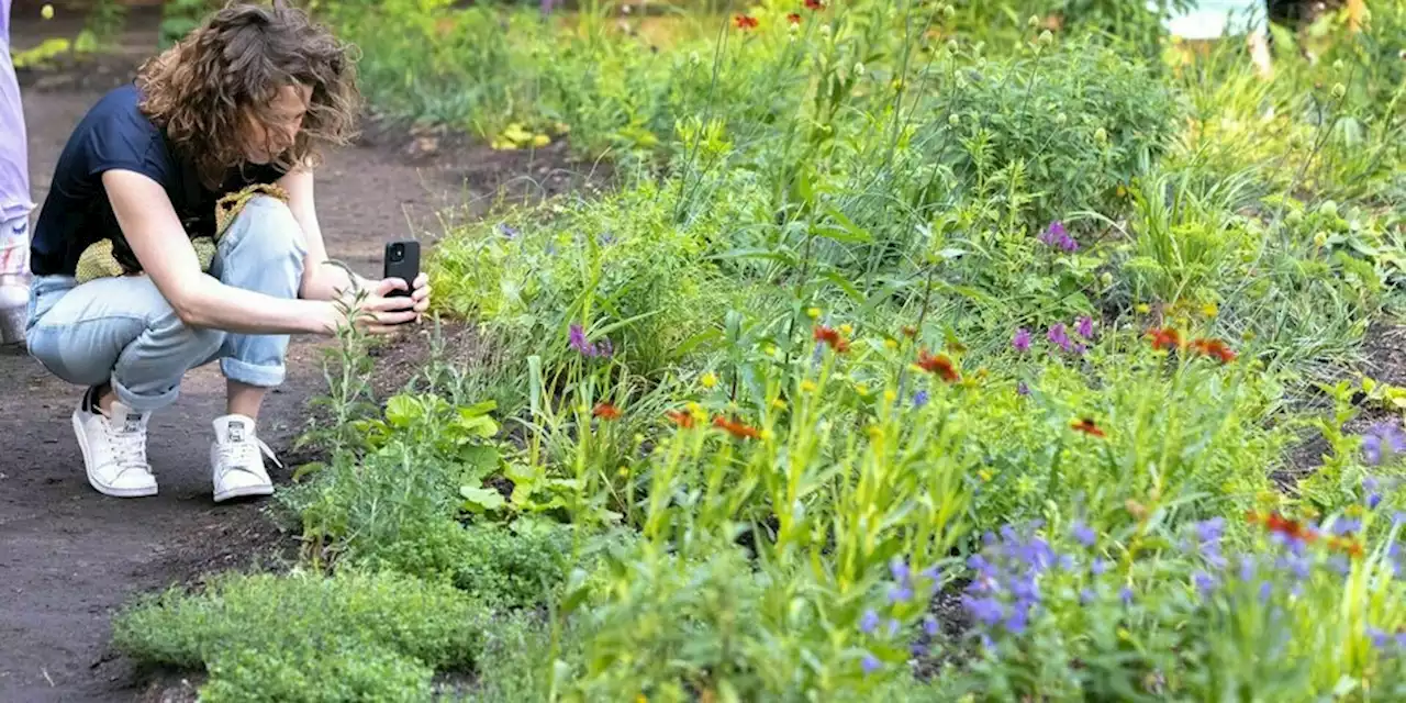 Blühende Ausstellung im Naturkundemuseum: Empathie für Insekten