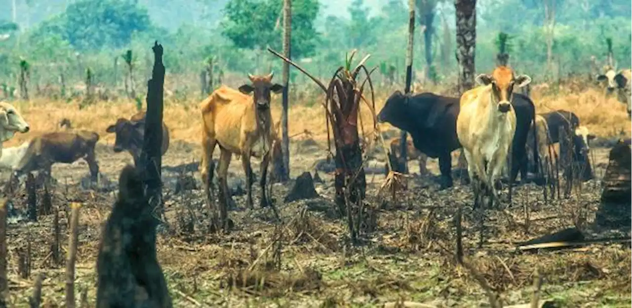 Formalizar Parlamento Amazônico ajudaria a trazer recurso, diz senador