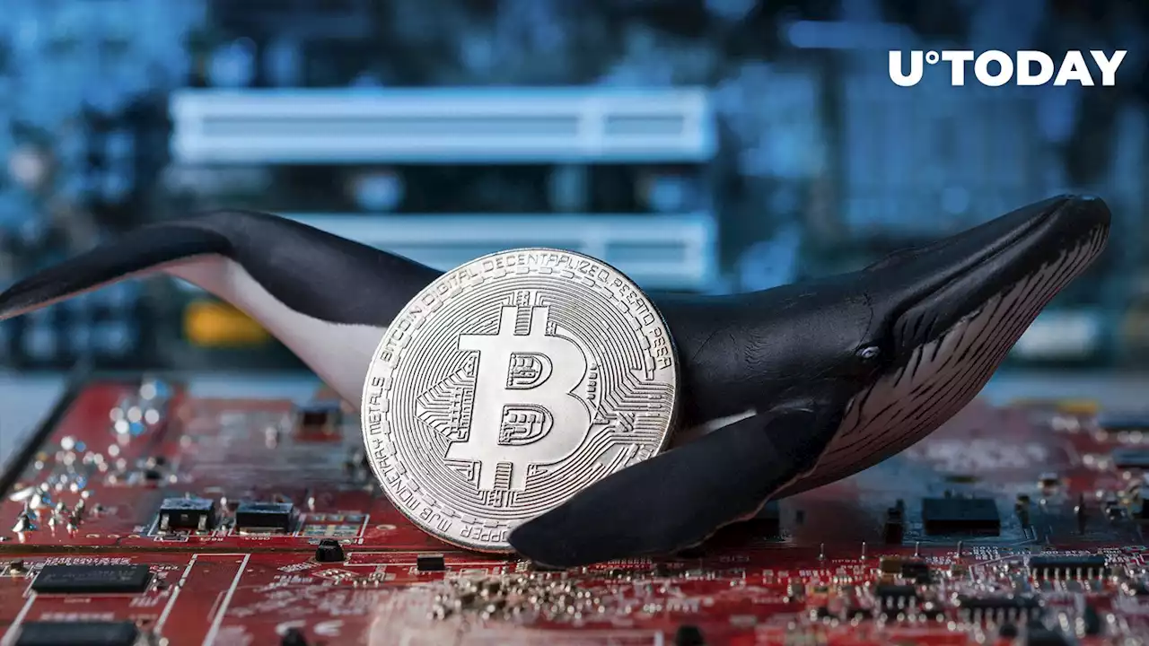 71,000 BTC Bought by Bitcoin Whales in Latest Accumulation Move: Details