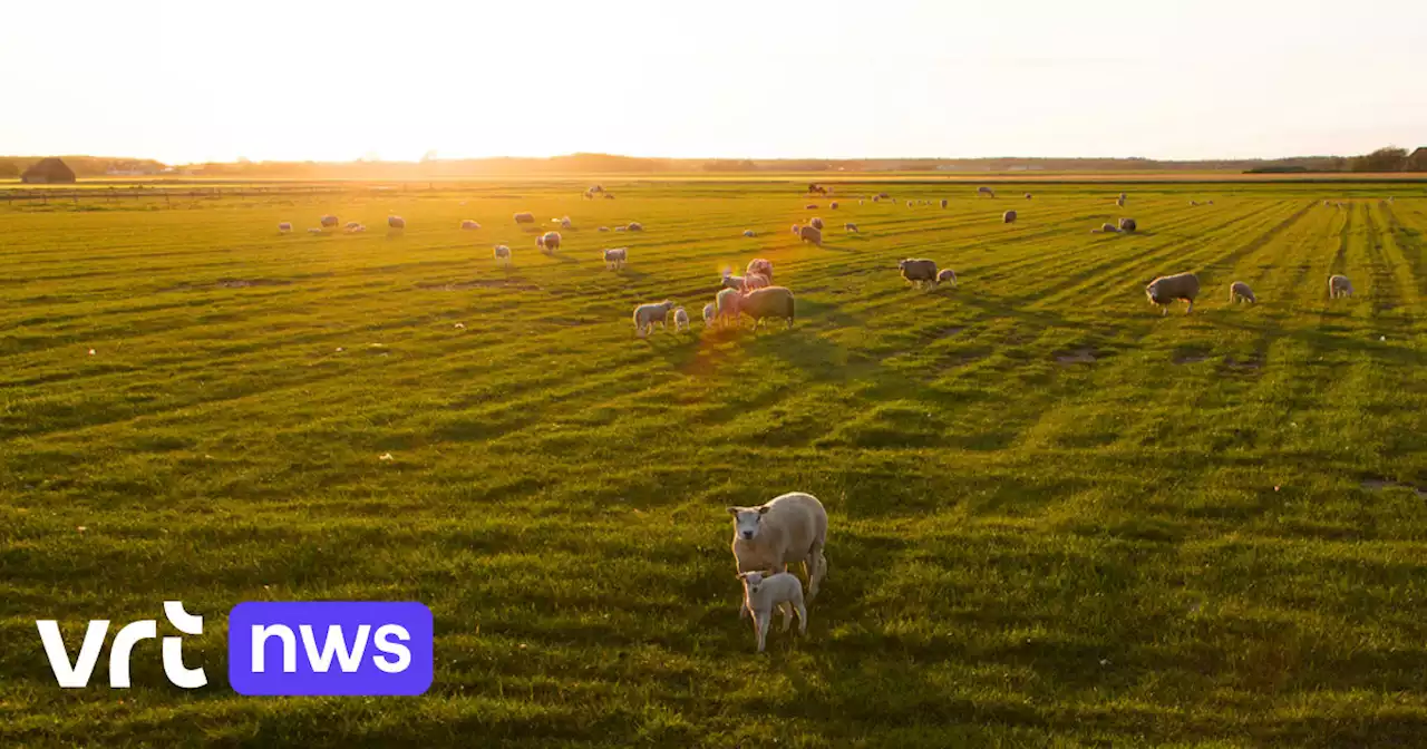 Nederlandse schapenboer gewond na aanval door vermoedelijk een wolf