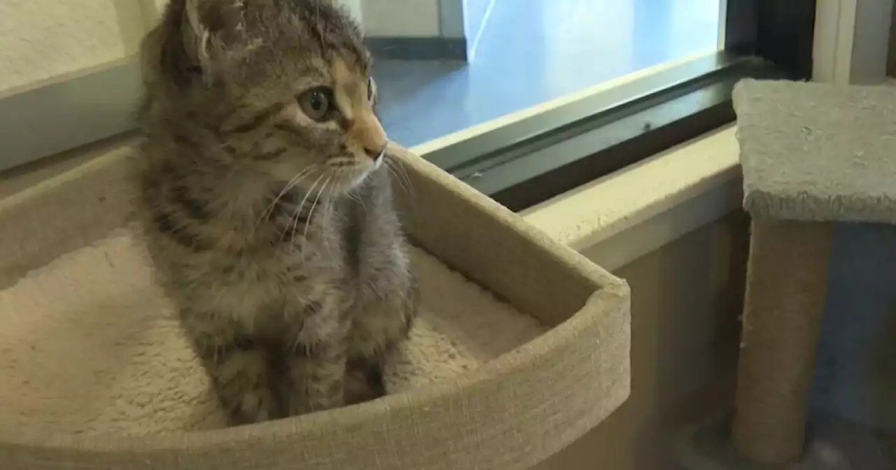 Santa Barbara County animal shelters announce they're seeking kitten cuddlers