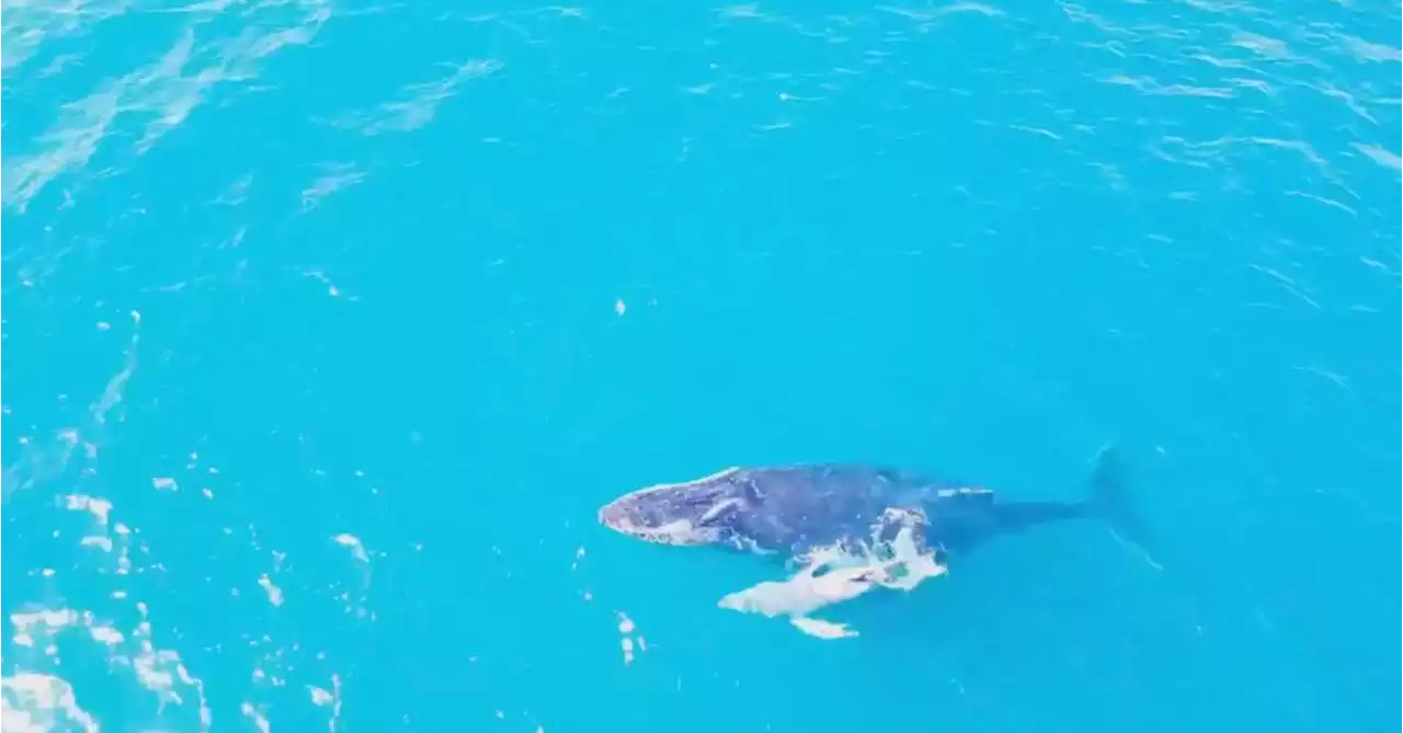 Drone footage spots possible baby albino humpback whale off NSW North Coast