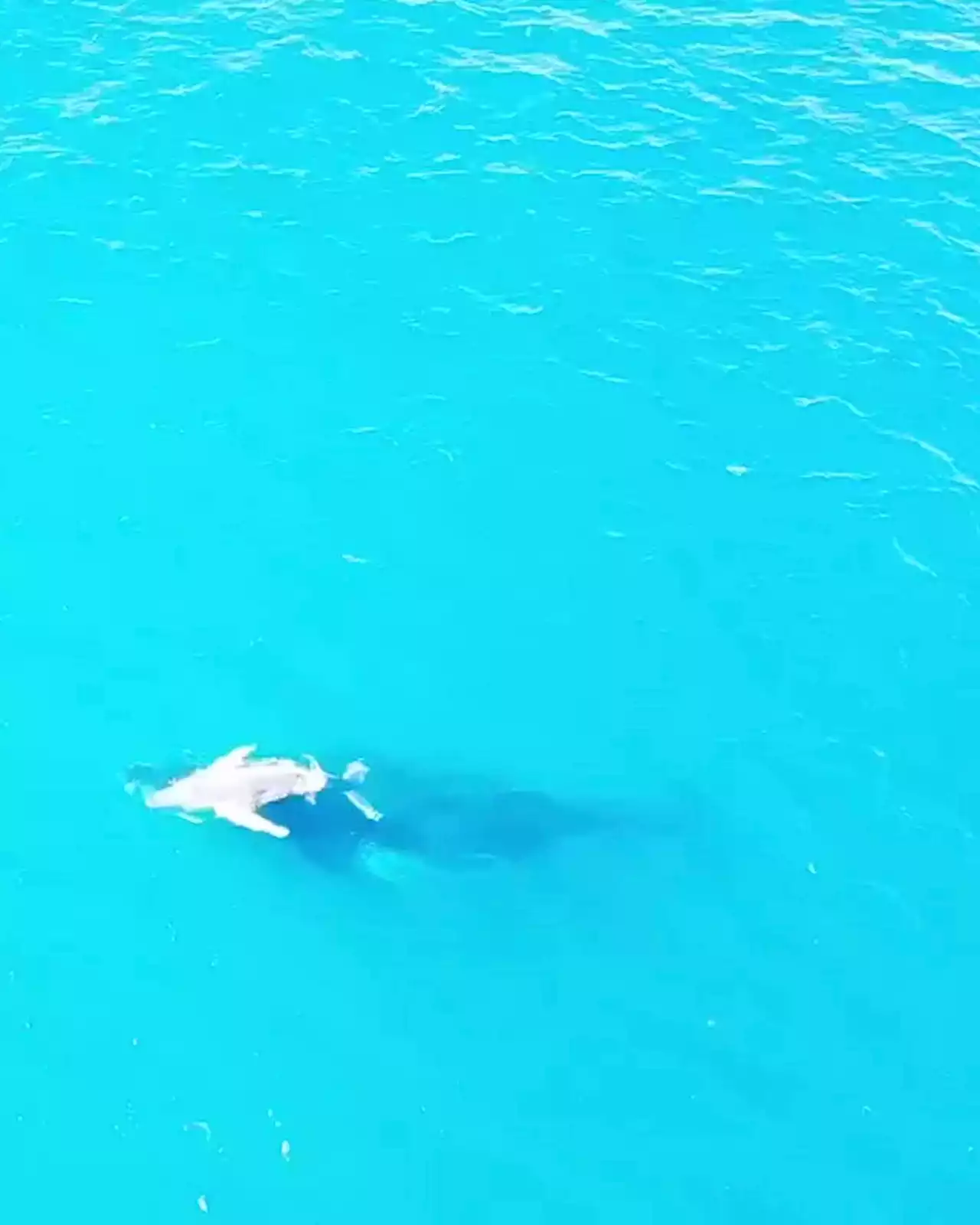 Drone footage spots possible baby albino humpback whale off NSW north coast