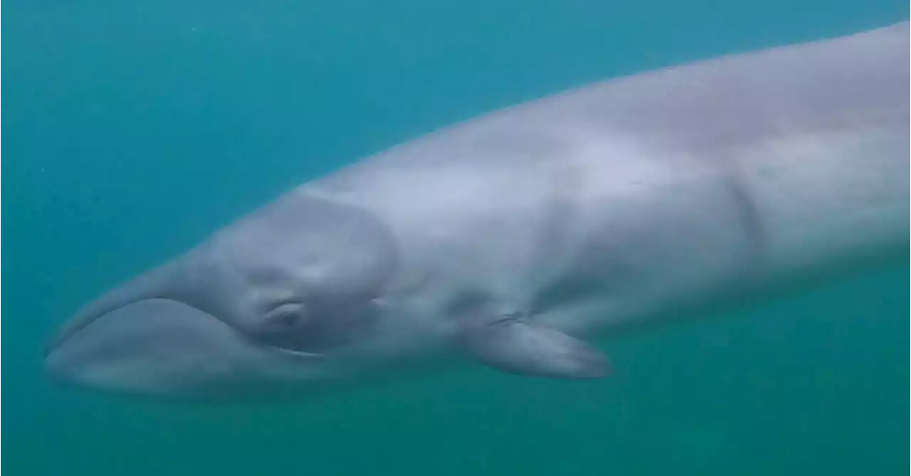 'Especially surprising' discovery about 'rarely sighted' Australian whale