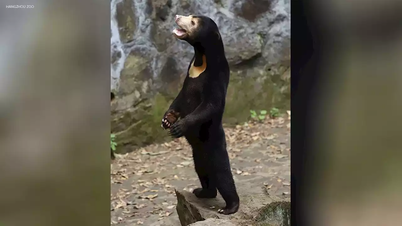 Meet sun bears: Internet skeptics believe China zoo animals are just people in costumes