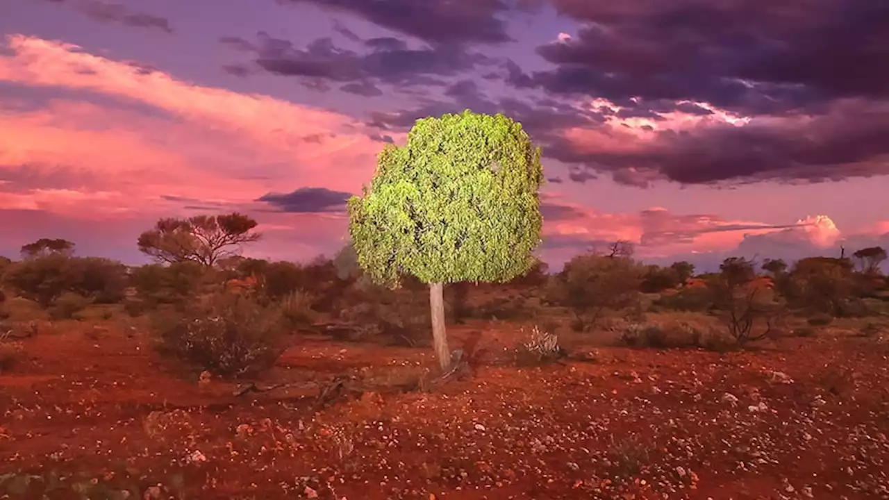 The desert kurrajong looks like a child's drawing of a tree, but in the outback it can be a lifesaver