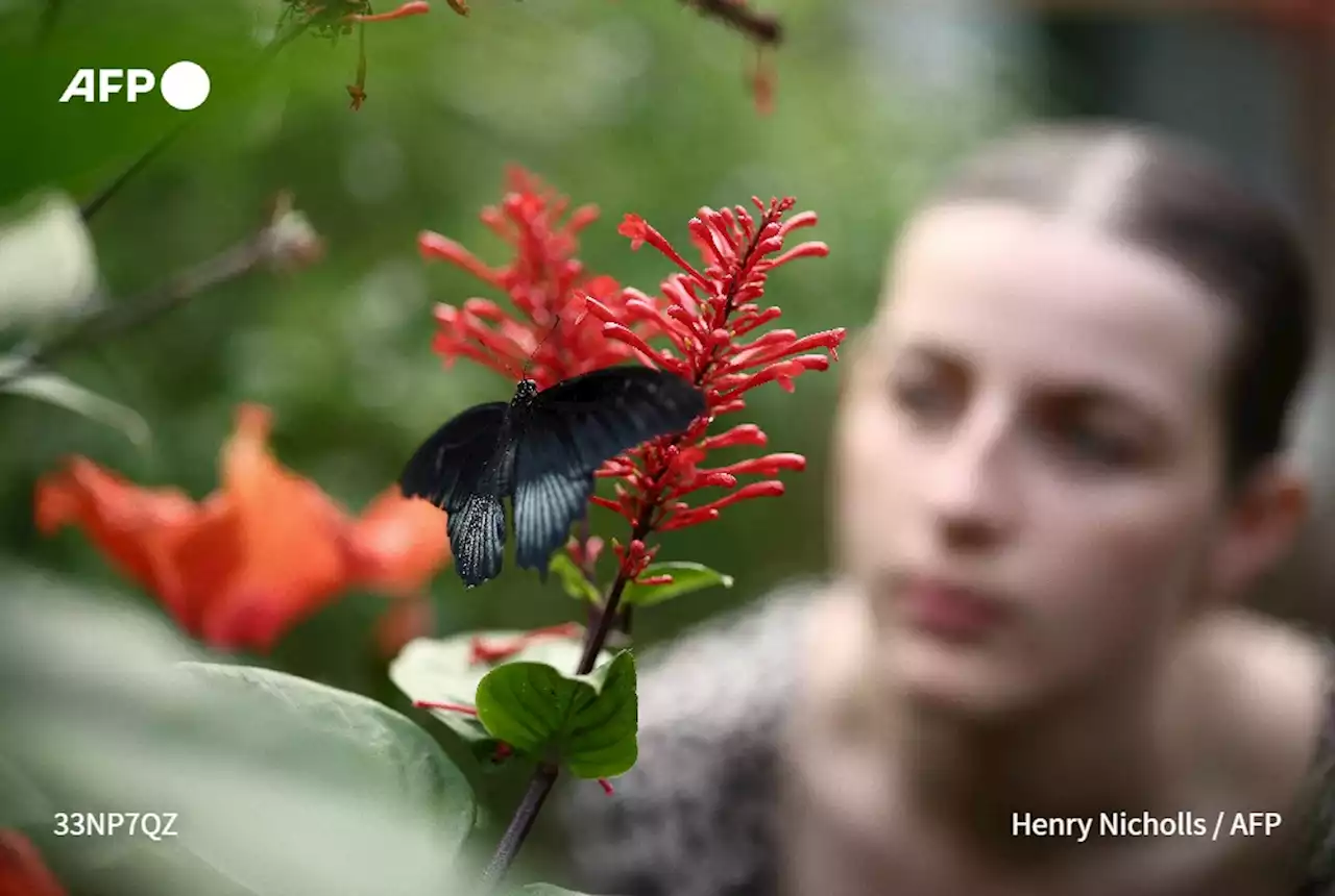 Au Royaume-Uni, les amoureux de la nature invités à compter les papillons