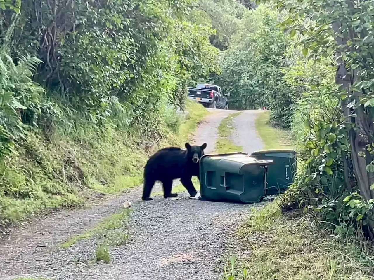 'Extremely agitated' black bear killed by police in East Anchorage