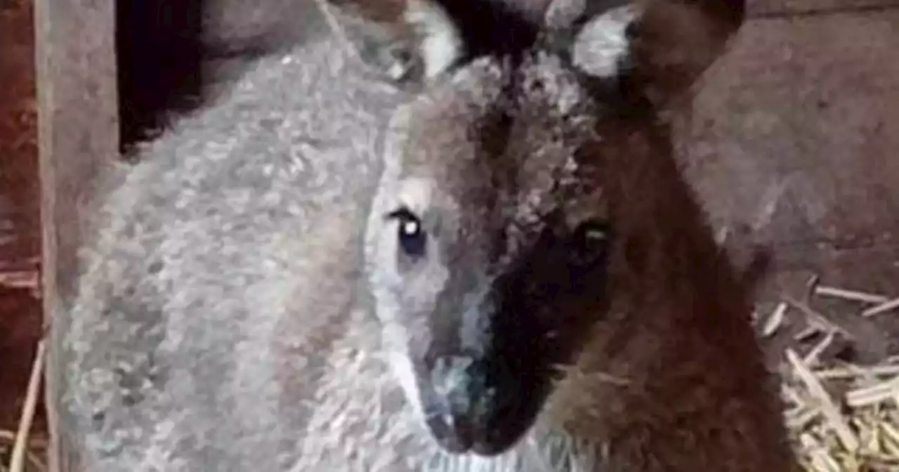 Owner of Lisburn runaway wallaby given days to come forward and reclaim it