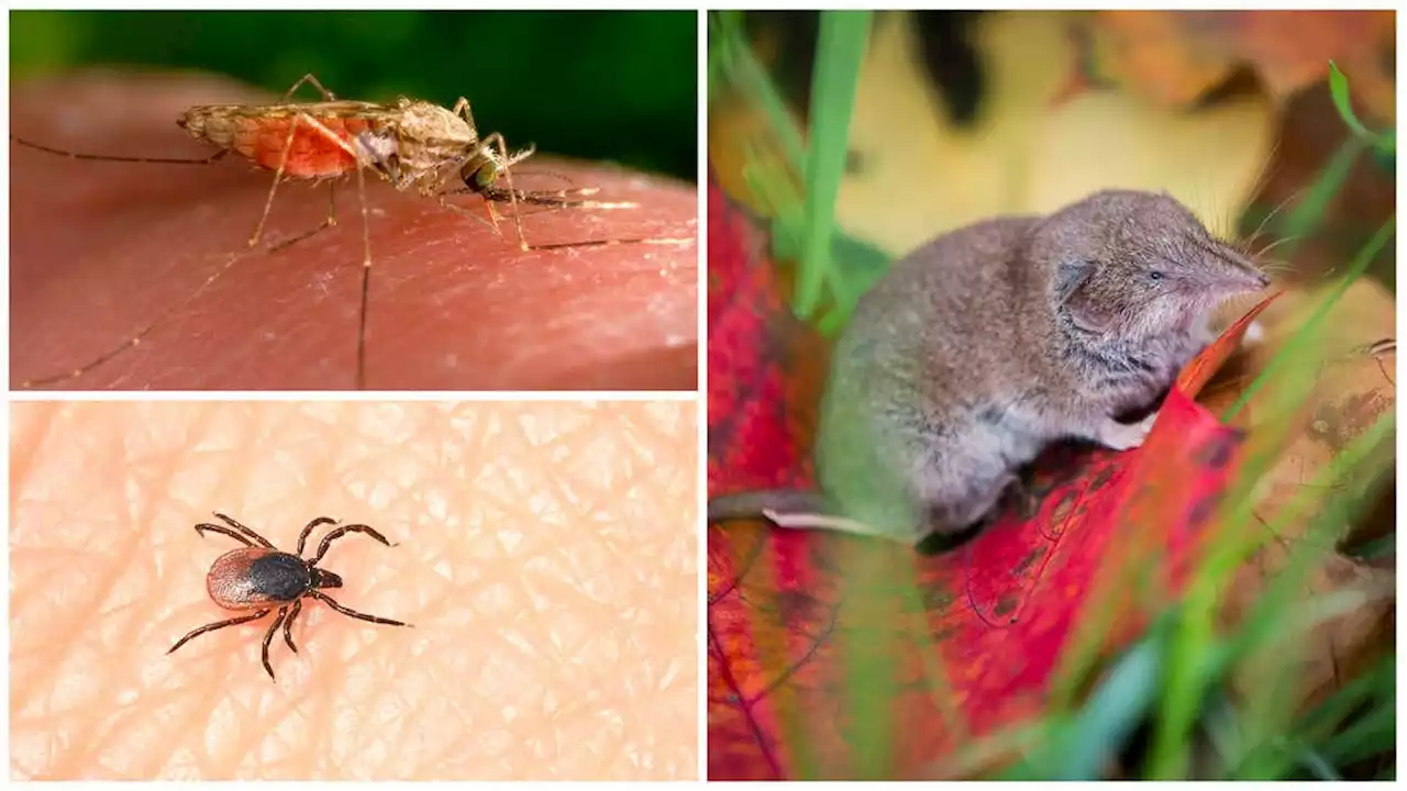 Wenn Tiere krank machen: Borna, FSME, West-Nil-Virus - gefährliche Zoonosen in Deutschland