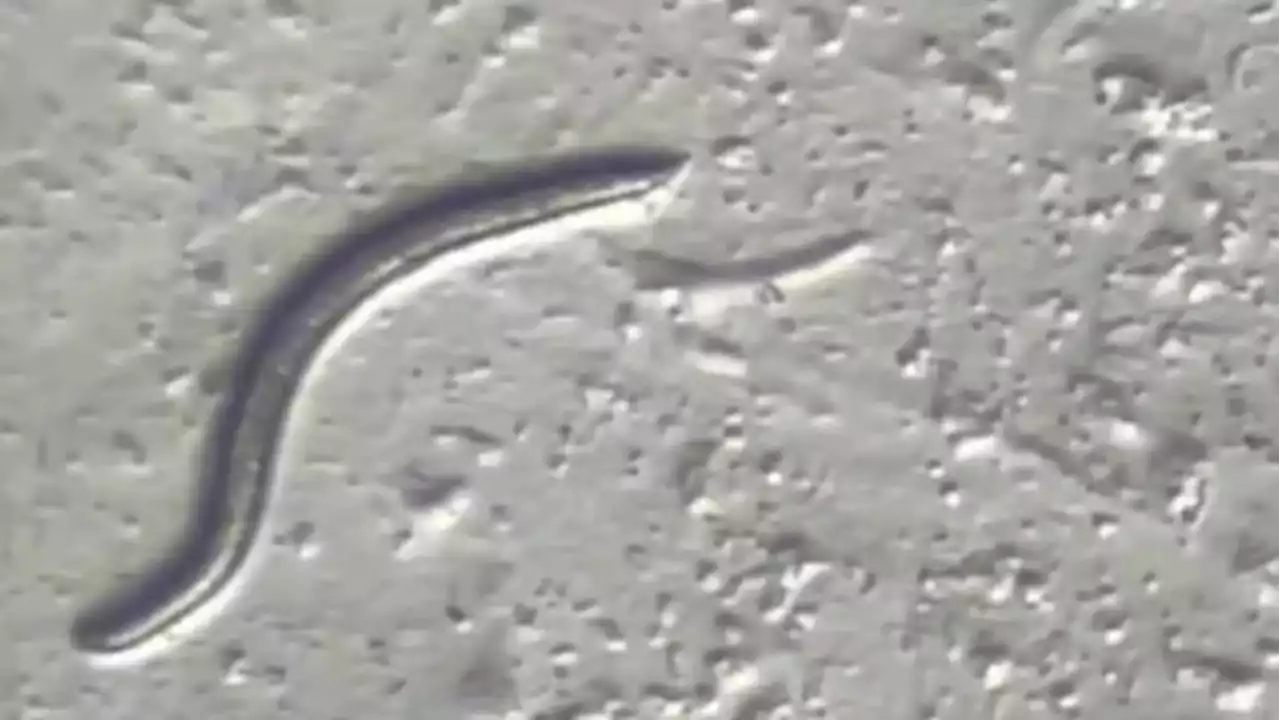 Scientists found 46,000-year-old roundworms alive beneath the Arctic ice | CBC Radio