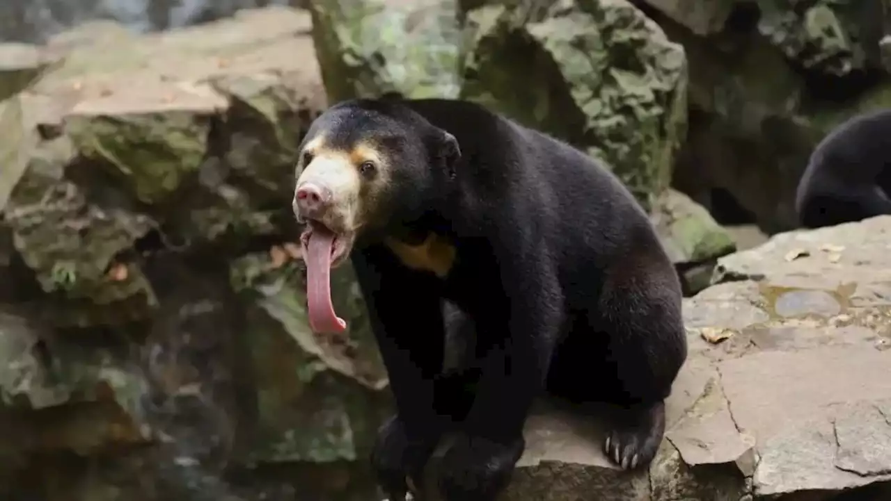 Our bears are real, a Chinese zoo says, denying they are 'humans in disguise'