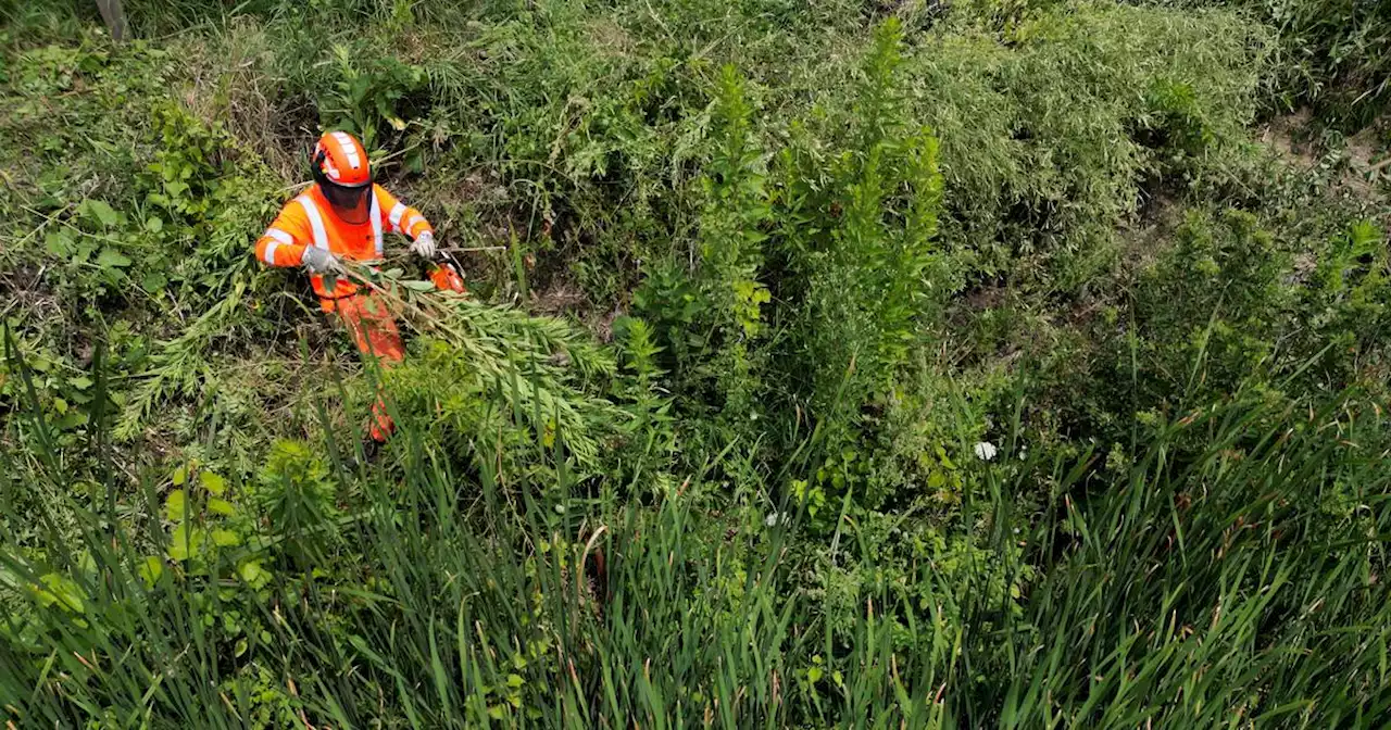 Cook County forest preserves damaged by rise in foraging