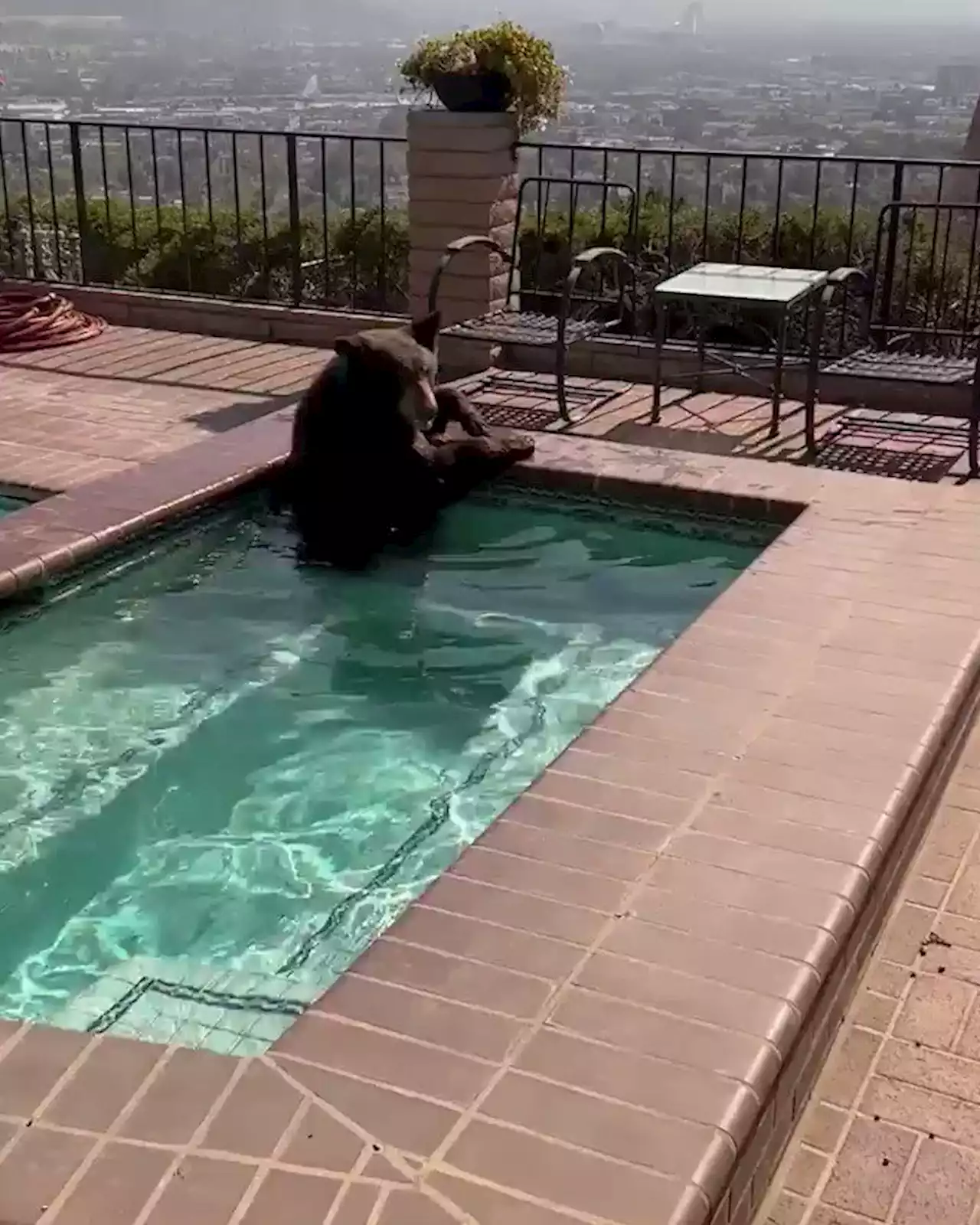 Caught on camera: Bear takes dip in swimming pool during extreme heat