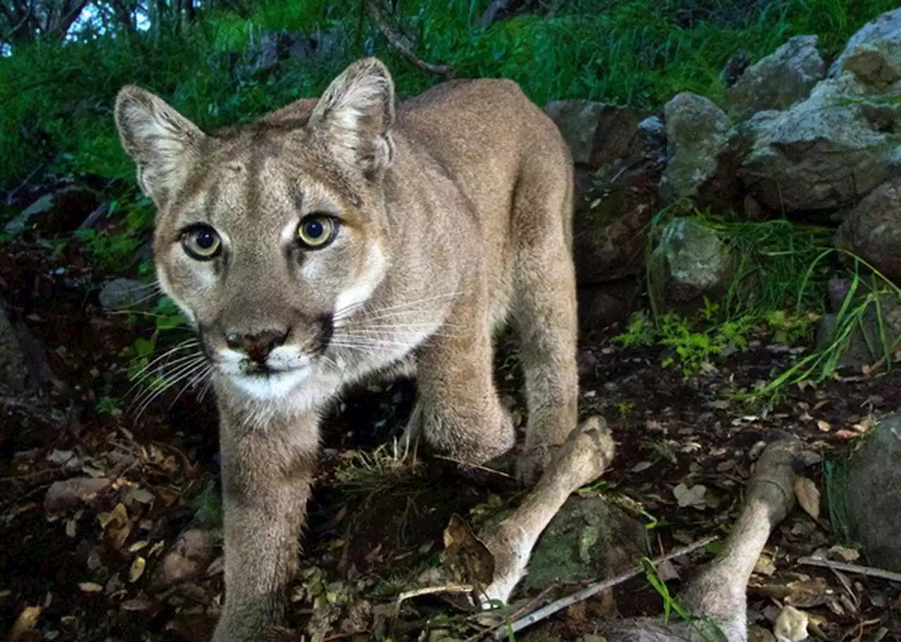 Mom saves daughter, 8, from cougar attack in Washington state