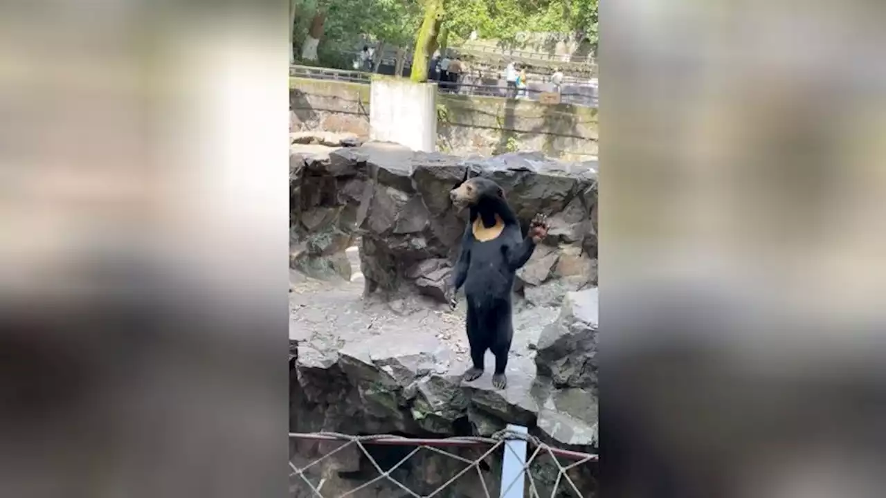 Chinese zoo denies its sun bears are people in costume | CNN