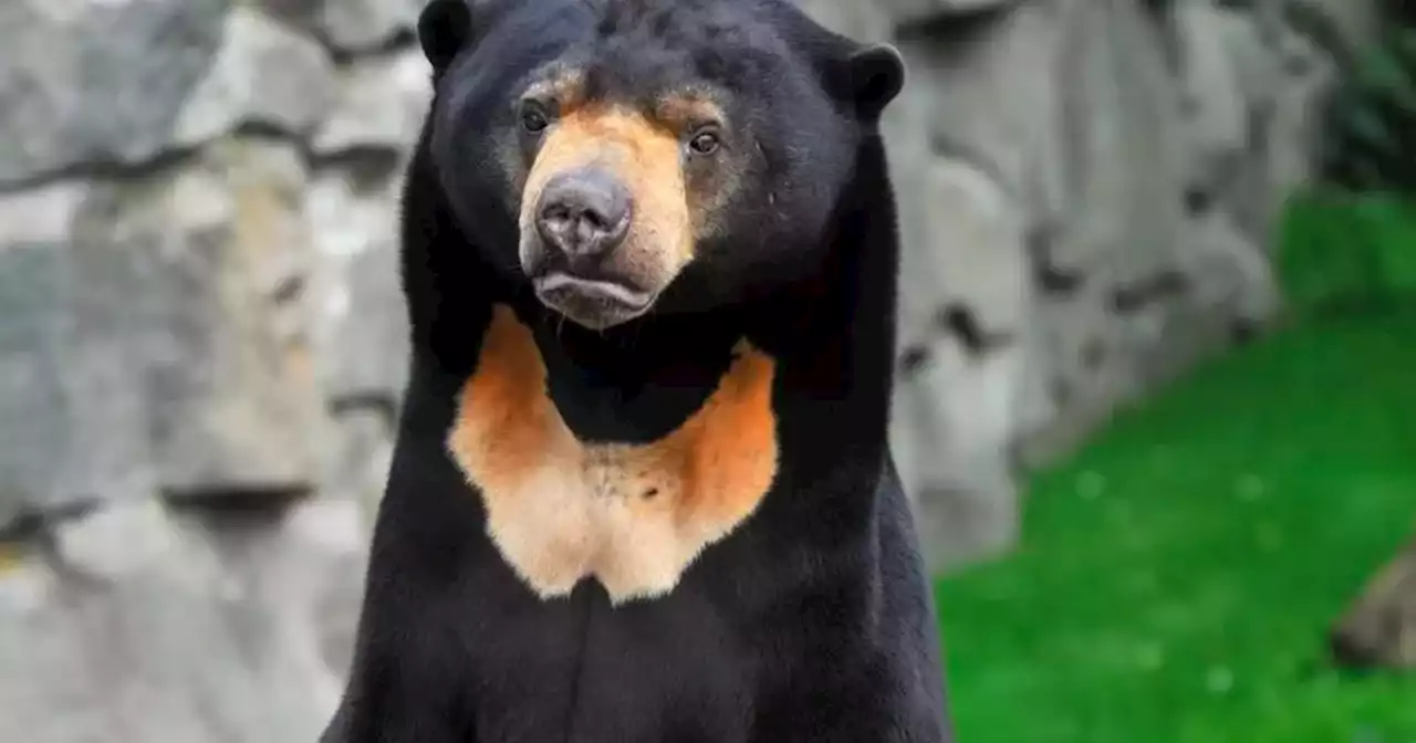 Edinburgh Zoo confirms sun bear is 'real' after 'person in costume' allegations