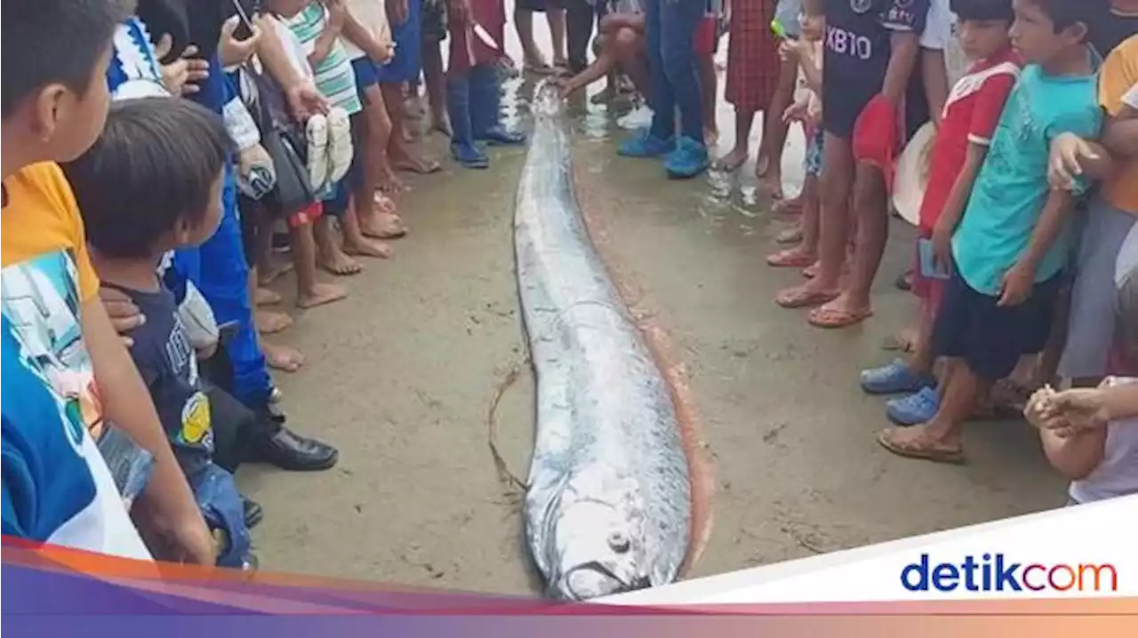 Ikan Gempa Oarfish Terdampar di Pantai Gemparkan Warga