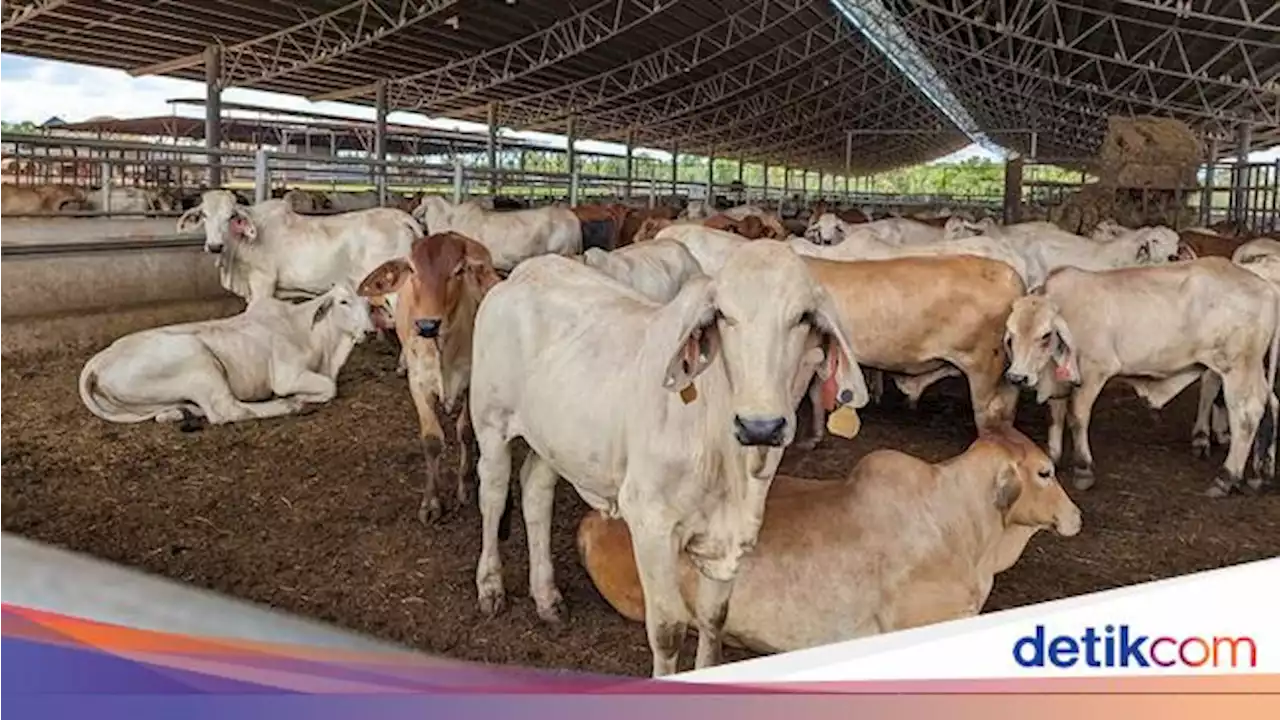 Buntut Temuan Penyakit Kulit, RI Tangguhkan Impor Sapi 4 Peternakan Australia