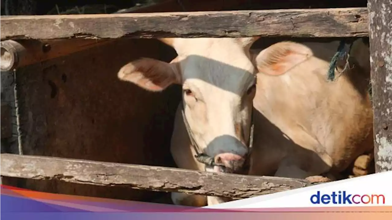 Kecurigaan Pemerintah soal Sapi Impor dari Australia Kena Penyakit Kulit