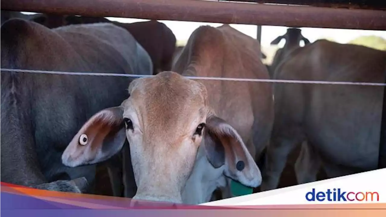 RI Setop Impor Sapi dari Australia Buntut Temuan Penyakit Kulit