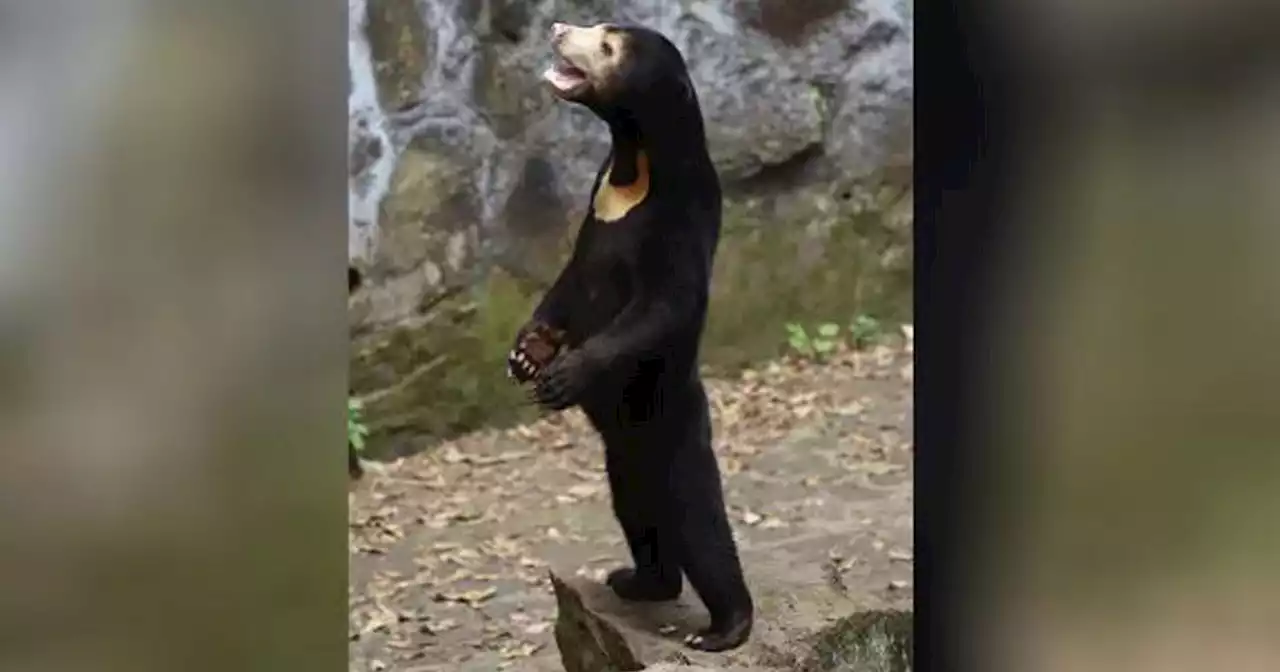 Chinese zoo denies its sun bears are people in costume