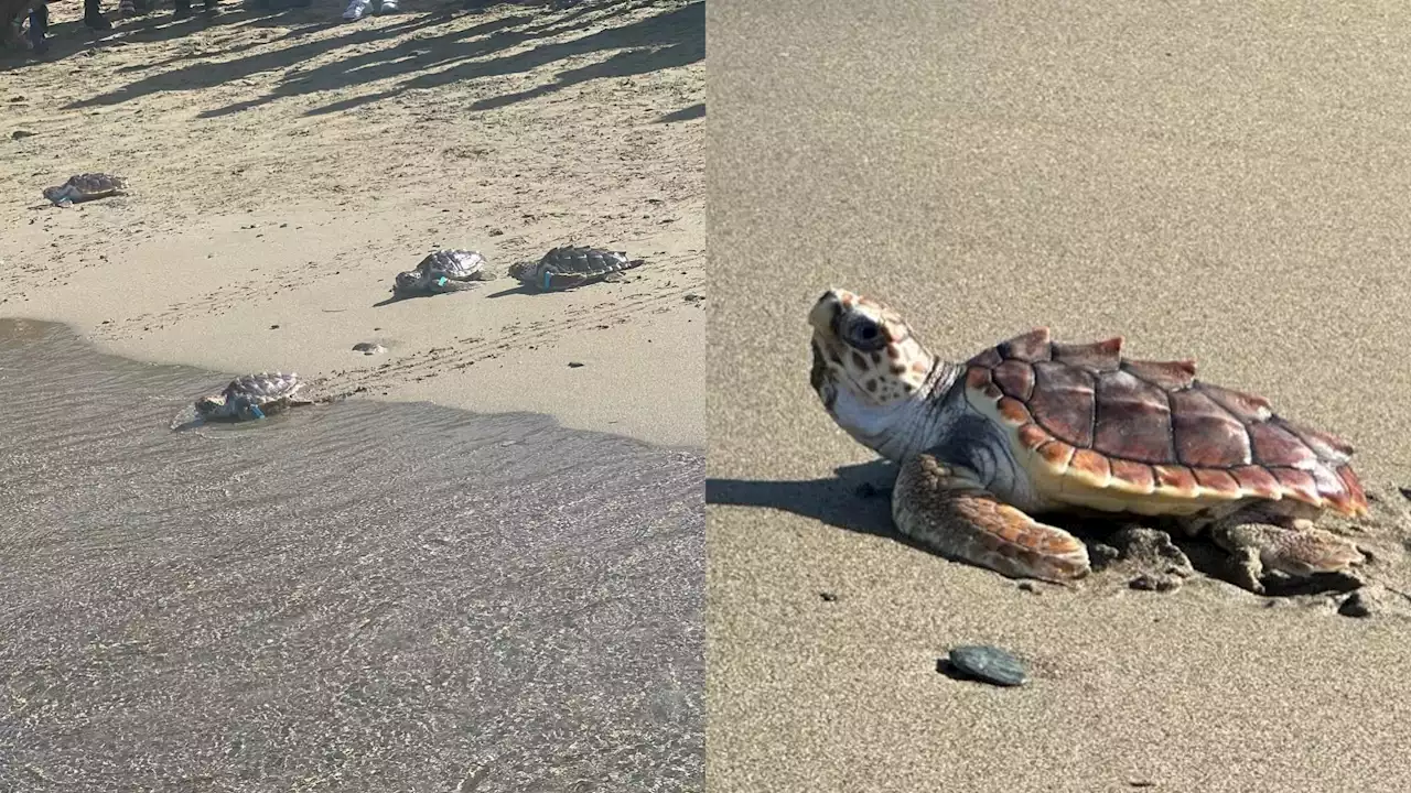 Liberan a 20 tortugas y 3 tiburones en Santa Marta tras ser rescatados