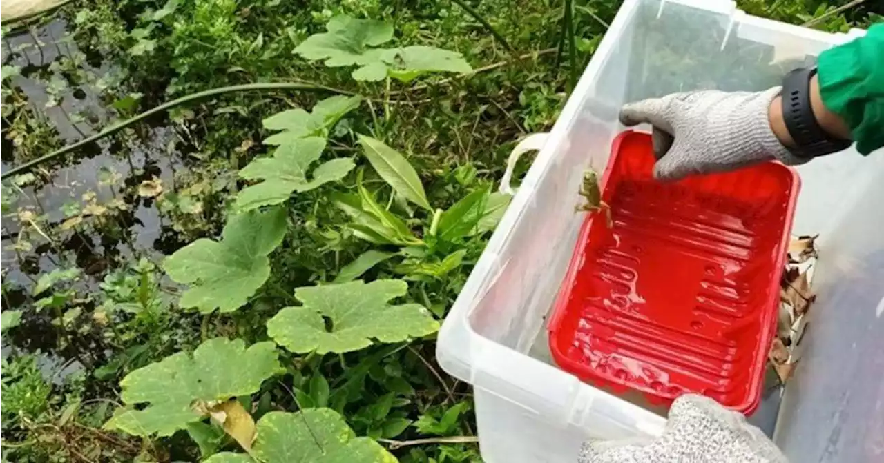 Liberan 19 animales en Humedal Jaboque y serranía El Zuque