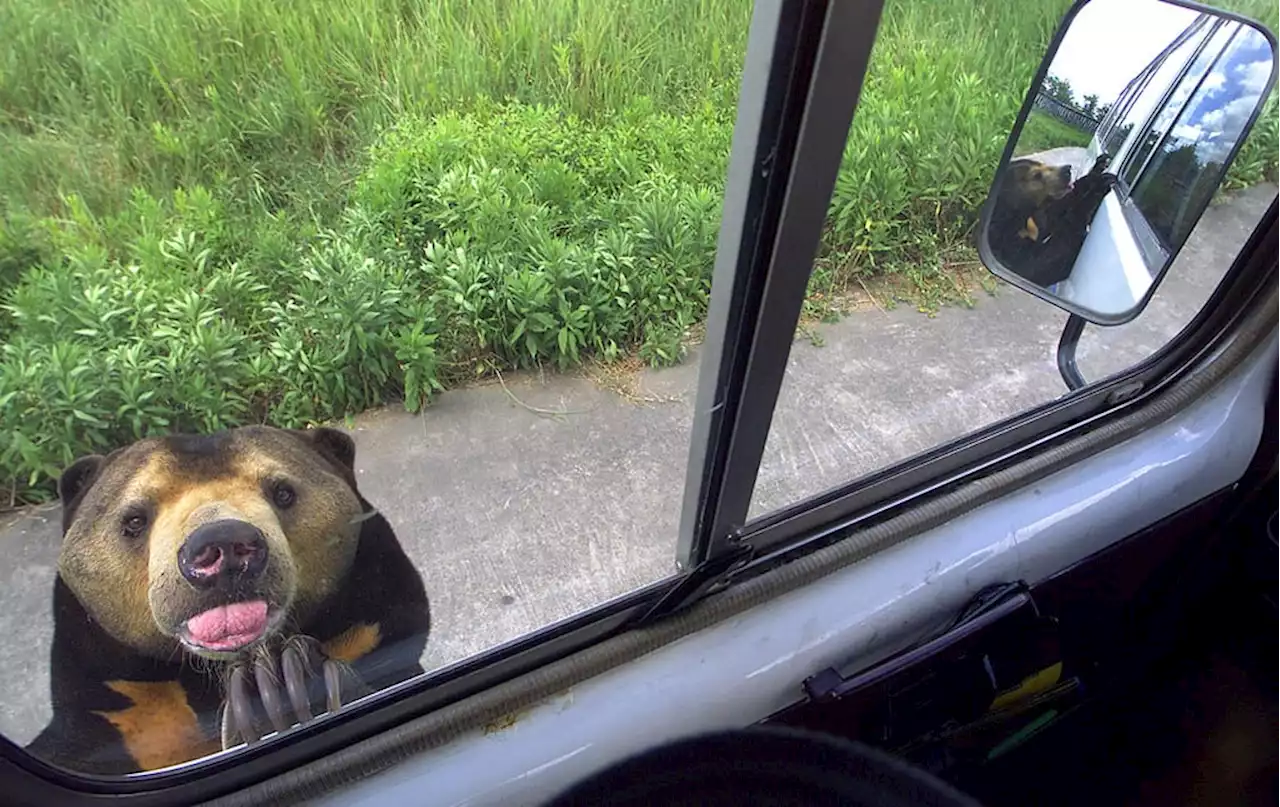 Chinese zoo denies rare bear is human in disguise