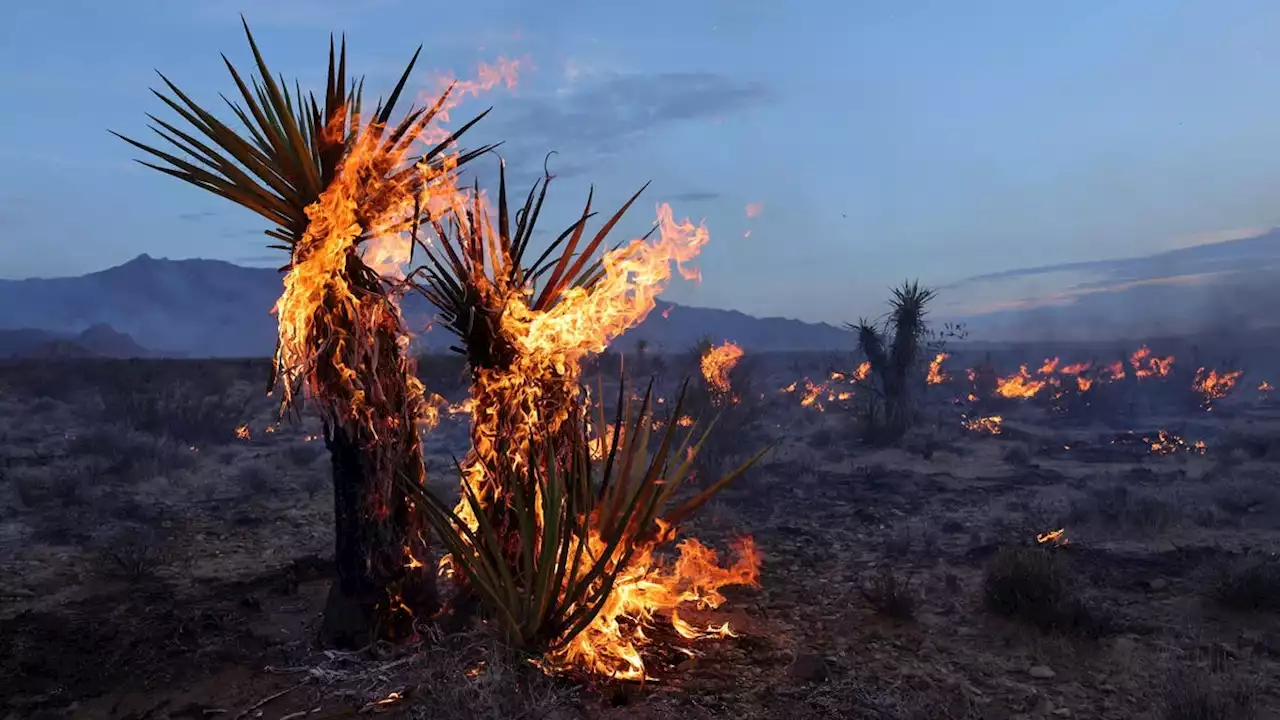 California’s York Fire Grows To 77,000 Acres—Biggest This Year In Golden State