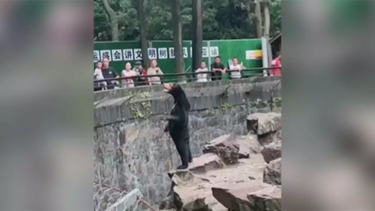 Chinese zoo goes viral as it denies its sun bears are humans in disguise