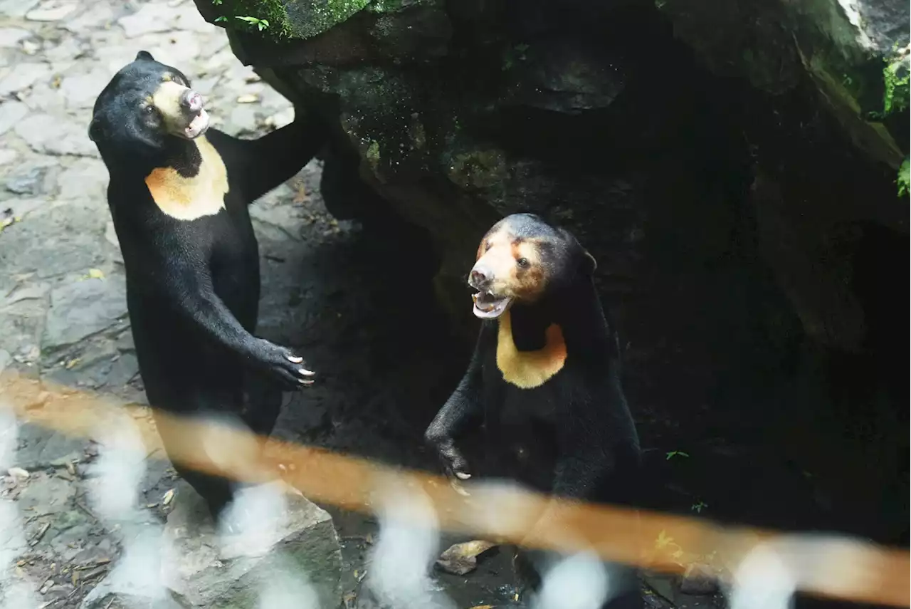 Chinese Zoo Denies Their Bear Is a Dude in a Bear Costume