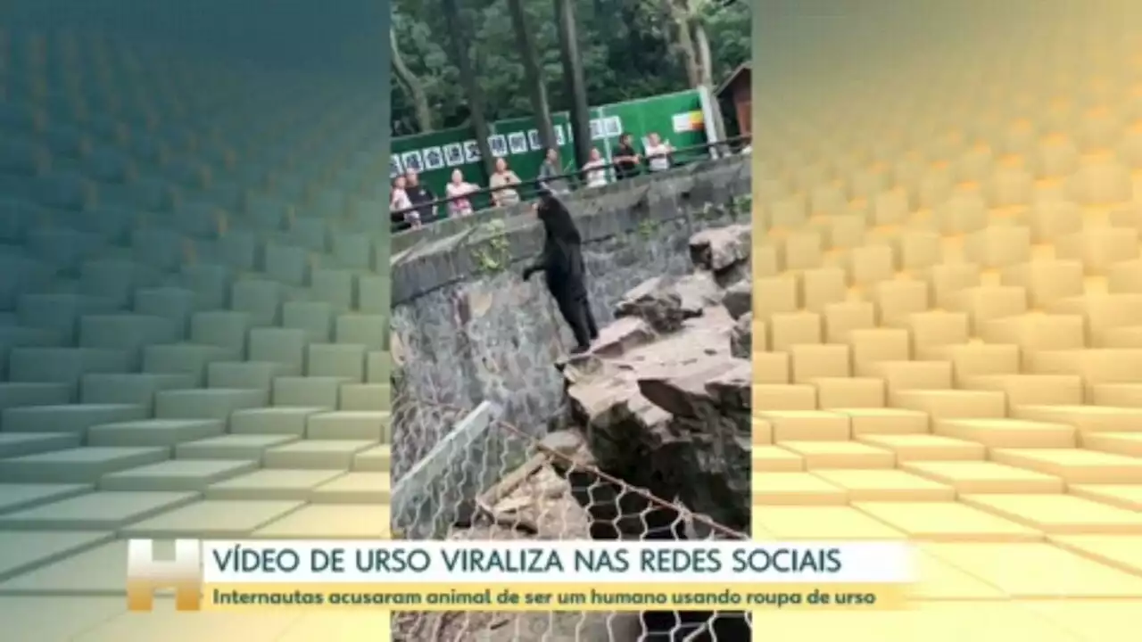 Turistas lotam zoológico chinês após vídeo de urso gerar suspeitas sobre pessoa fantasiada