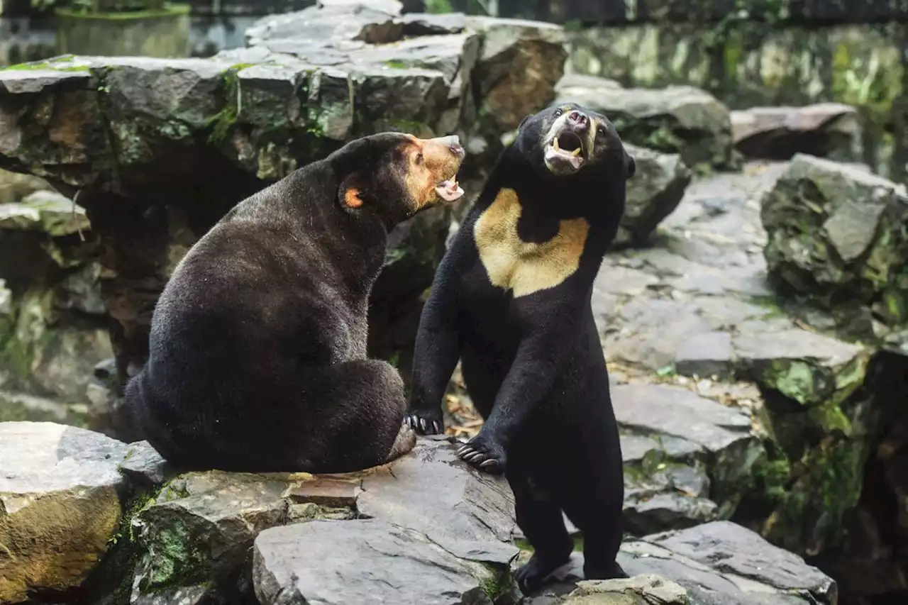 Tourists flock to Chinese zoo to see ‘human-like’ bear