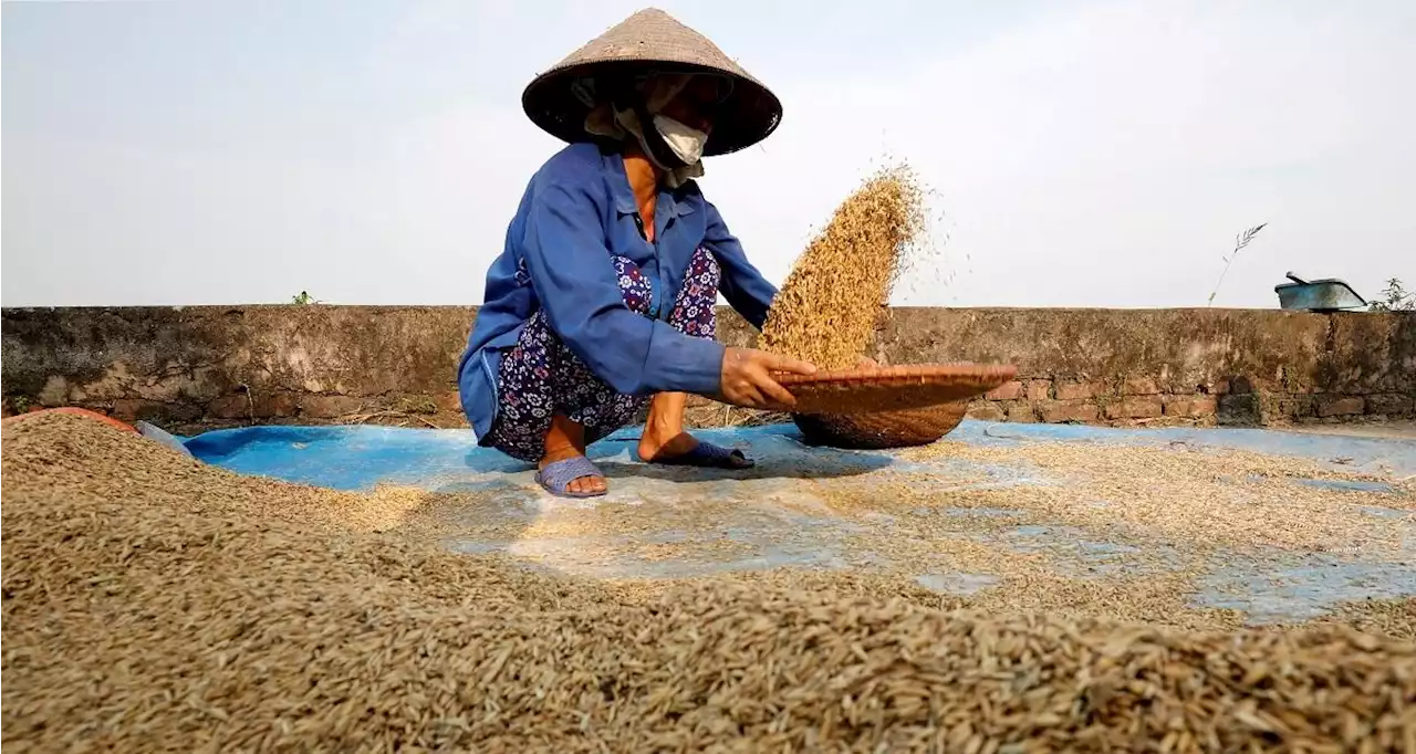 Thai, Vietnamese exporters renegotiate 500,000MT of rice deals