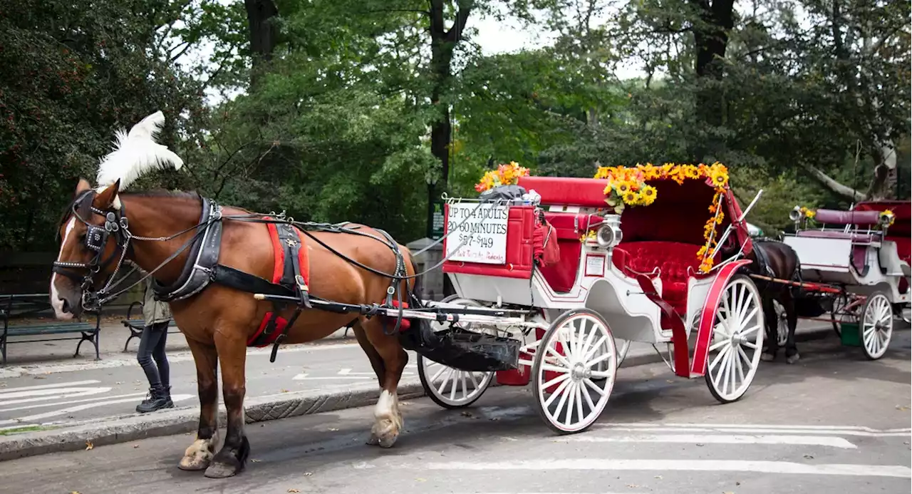 Extra Extra: Royal treatment for Central Park carriage horses