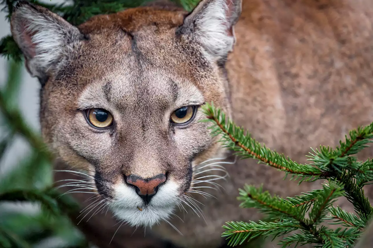 Child, 8, Survives 'Extraordinarily Rare' Cougar Attack At Olympic National Park