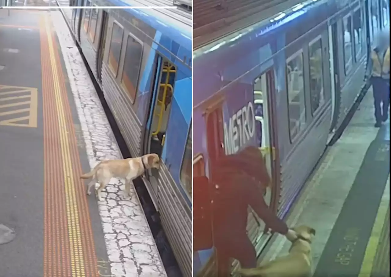 Cachorro foge e é flagrado embarcando em metrô sozinho na Austrália; veja vídeo