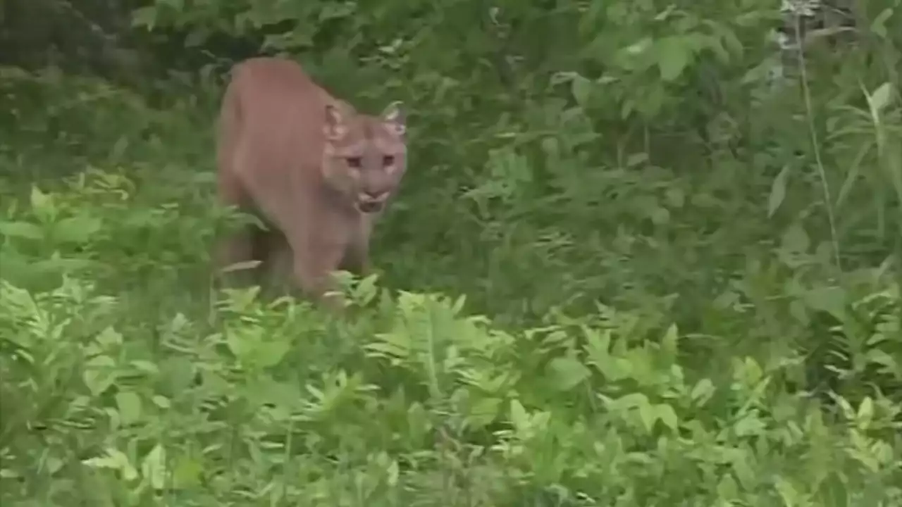 Park service tracking mountain lion after it mauled child in Olympic National Park