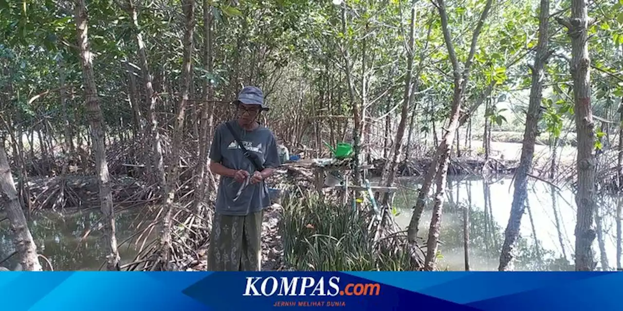 Kisah Sururi Tanam Puluhan Hektar Mangrove Agar Tempat Tinggalnya Aman dari Rob