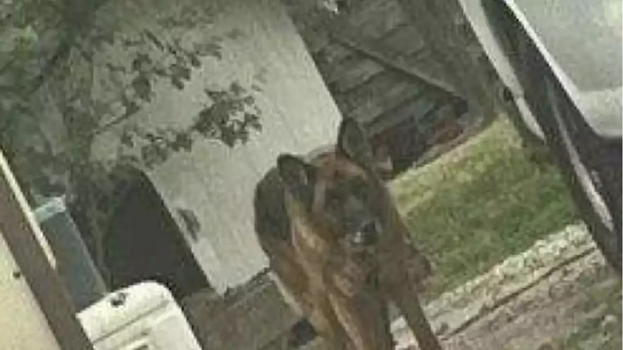 Amazon delivery driver mauled by dog in San Leon loses chunk of his leg