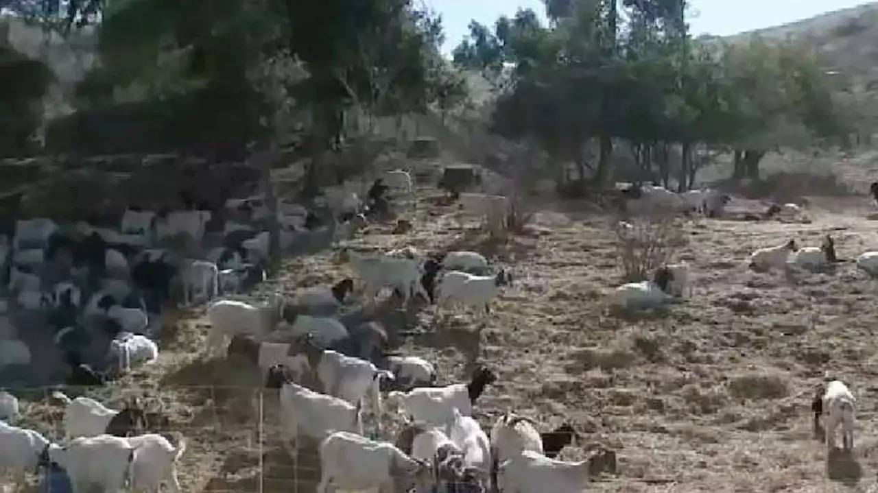 300 goats to be placed throughout California community to help prevent wildfires