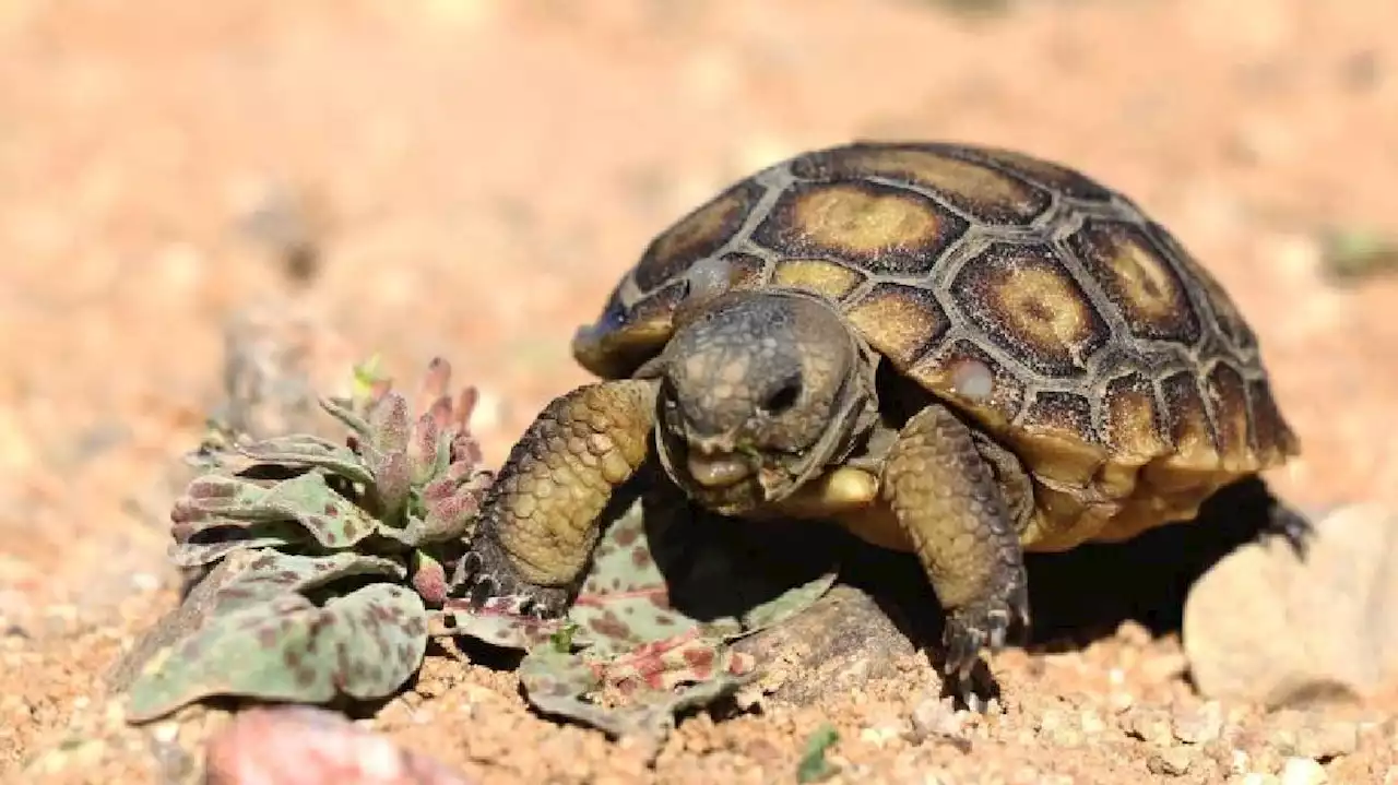 Washington County to build tortoise road crossings, cites safety and connection